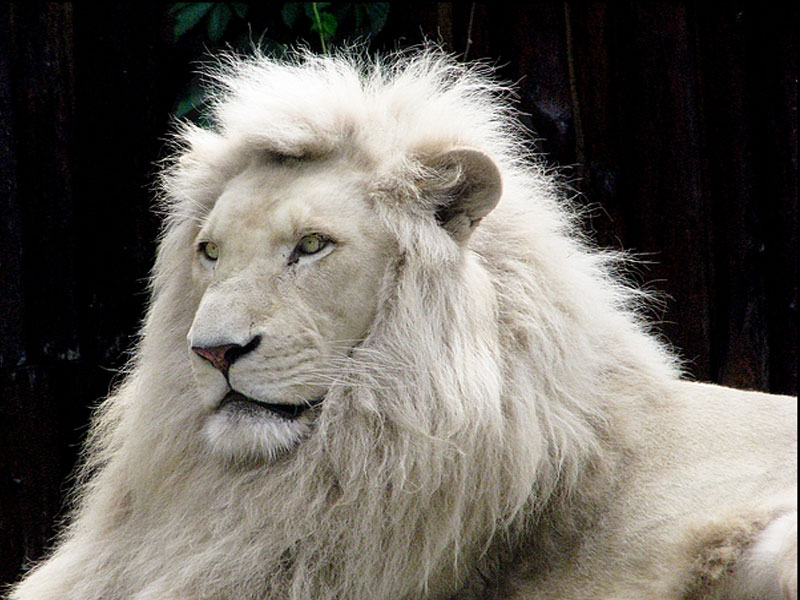 download mp3 white lion
